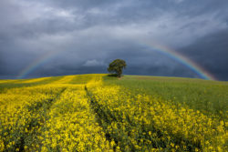 Rainbow over The Lonely Tree in County Carlow