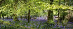 Lough Key Forest Bluebells