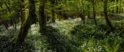 A carpet of wild garlic in the woods of Lough Key Forest Park