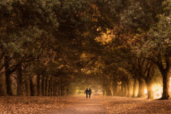 Autumn in St Annes Park Clontarf Raheny Dublin