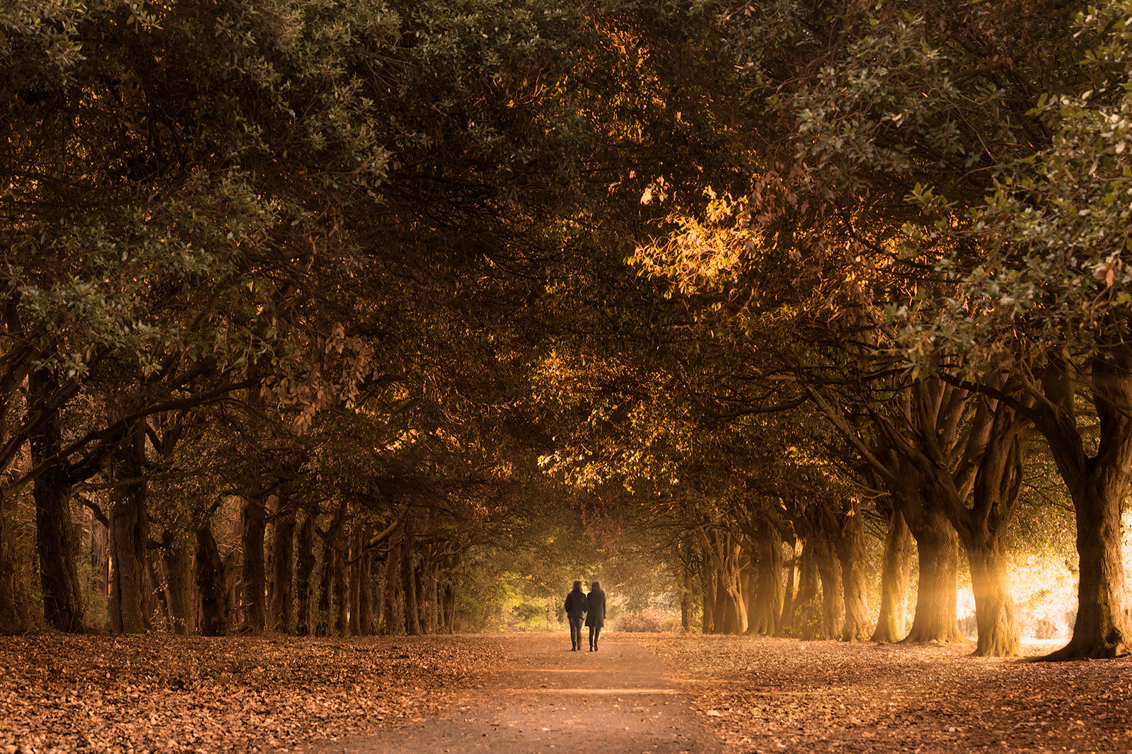 Autumn in St Annes Park • Bryan Hanna Irish Landscape Photography